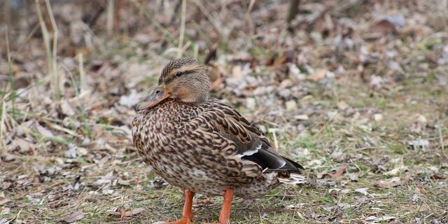 Lær krydsordets hemmelige sprog: Forkortelser, ordspil og tricks
