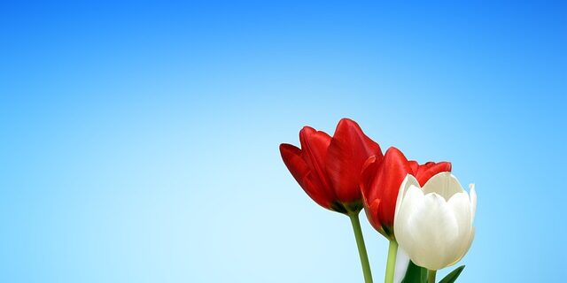 Fra plantning til blomstring: En trin-for-trin guide til tulipanløg