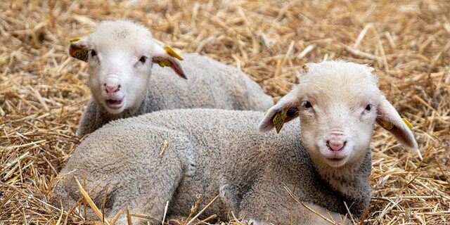 Guide: Sådan vælger du den rette strøelse hos burnit