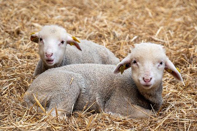 Guide: Sådan vælger du den rette strøelse hos burnit
