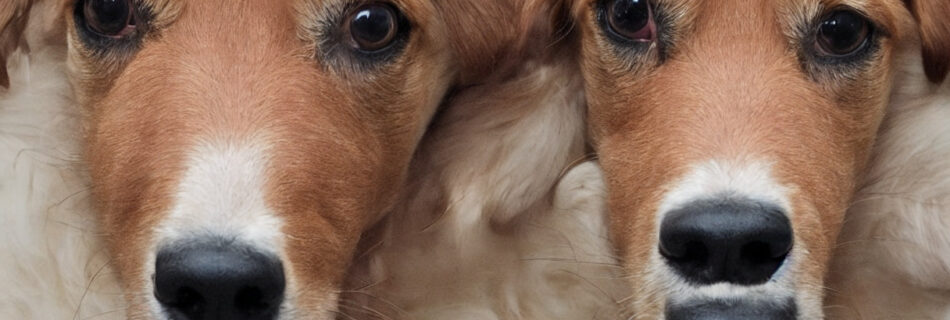 Sådan vælger du den rigtige mundkurv fra Trixie til din hund - en guide til valg af størrelse og materiale